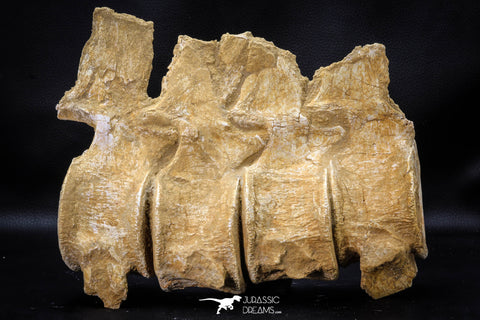 22428 - Museum Grade Association 4 Elasmosaurus (Zarafasaura oceanis) Vertebrae Bones