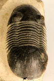 30714 - Top Beautiful 2.70 Inch Paralejurus spatuliformis Devonian Trilobite