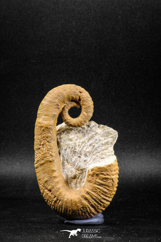 04946 - Stunning Heteromorph Ammonites Ancyloceras sp 3.39 Inch Lower Cretaceous