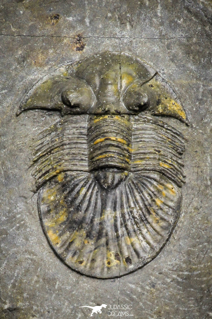 22021 - Top Quality 1.91 Inch Scabriscutellum sp Middle Devonian Trilobite