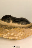 30714 - Top Beautiful 2.70 Inch Paralejurus spatuliformis Devonian Trilobite