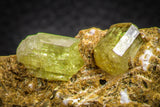 07622 -  Lustrous Yellow Green Apatite Crystals on Brecciated Matrix - Imilchil (Morocco)
