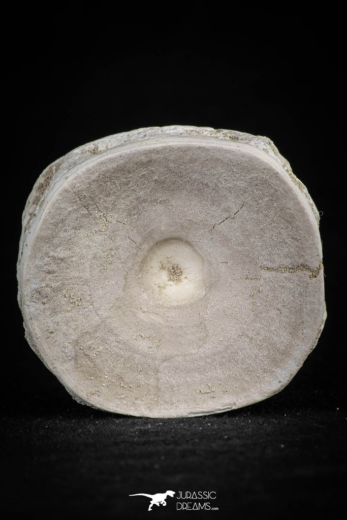 20549 - Top Huge 1.69 Inch Otodus obliquus Shark Vertebra Bone Paleocene