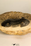 30714 - Top Beautiful 2.70 Inch Paralejurus spatuliformis Devonian Trilobite