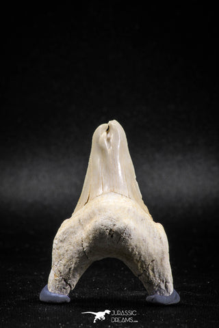 04947 - Super Rare Pathologically Deformed Triple Tipped 2.13 Inch Otodus obliquus Shark Tooth