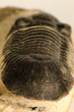 30714 - Top Beautiful 2.70 Inch Paralejurus spatuliformis Devonian Trilobite