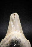 04947 - Super Rare Pathologically Deformed Triple Tipped 2.13 Inch Otodus obliquus Shark Tooth
