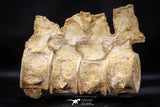 22428 - Museum Grade Association 4 Elasmosaurus (Zarafasaura oceanis) Vertebrae Bones