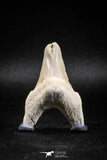 04947 - Super Rare Pathologically Deformed Triple Tipped 2.13 Inch Otodus obliquus Shark Tooth