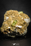 07622 -  Lustrous Yellow Green Apatite Crystals on Brecciated Matrix - Imilchil (Morocco)