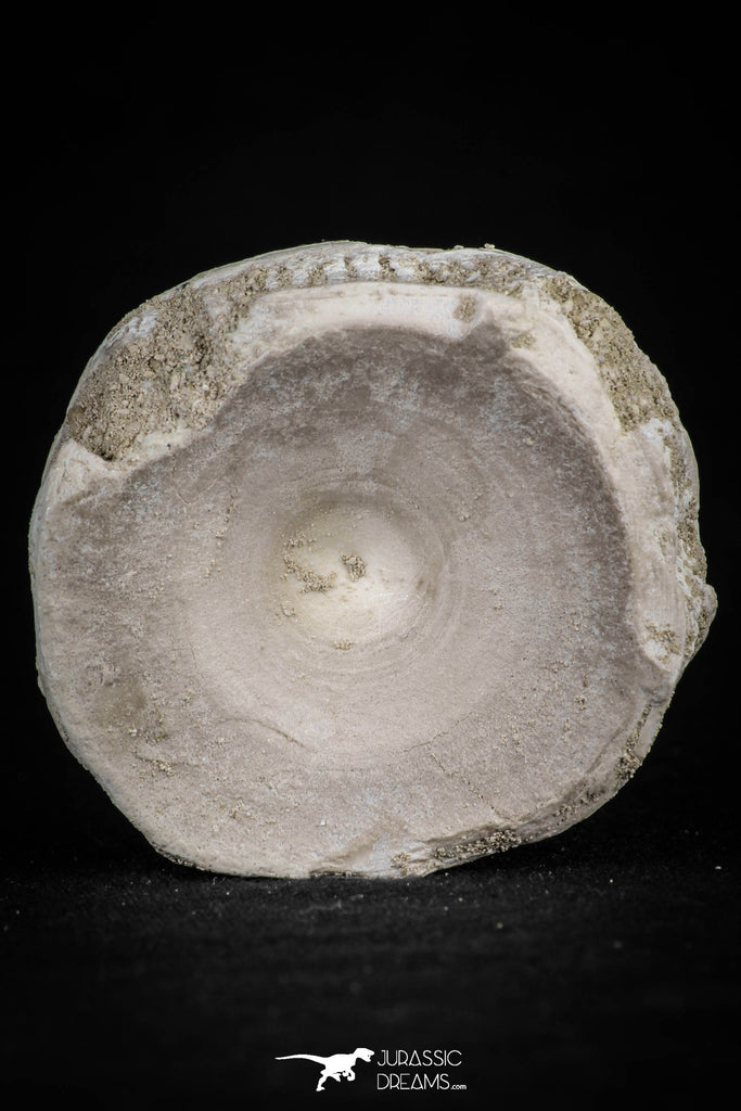 20550 - Top Huge 1.80 Inch Otodus obliquus Shark Vertebra Bone Paleocene