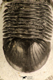 30715 - Nicely Prepared 2.11 Inch Paralejurus spatuliformis Devonian Trilobite