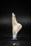 04947 - Super Rare Pathologically Deformed Triple Tipped 2.13 Inch Otodus obliquus Shark Tooth