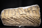 22429 - Museum Grade 14.76 Inch Halisaurus arambourgi (Mosasaur) Partial Tail Late Cretaceous