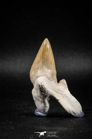 04948 - Super Rare Pathologically Deformed 2.30 Inch Otodus obliquus Shark Tooth