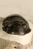 30715 - Nicely Prepared 2.11 Inch Paralejurus spatuliformis Devonian Trilobite