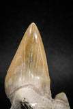 04948 - Super Rare Pathologically Deformed 2.30 Inch Otodus obliquus Shark Tooth