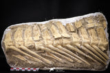 22429 - Museum Grade 14.76 Inch Halisaurus arambourgi (Mosasaur) Partial Tail Late Cretaceous