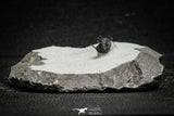 22022 - Top Rare 0.46 Inch Otarionella ikomalii Middle Devonian Trilobite