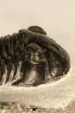 30715 - Nicely Prepared 2.11 Inch Paralejurus spatuliformis Devonian Trilobite