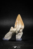 04948 - Super Rare Pathologically Deformed 2.30 Inch Otodus obliquus Shark Tooth