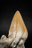 04948 - Super Rare Pathologically Deformed 2.30 Inch Otodus obliquus Shark Tooth