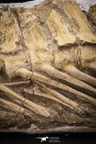 22429 - Museum Grade 14.76 Inch Halisaurus arambourgi (Mosasaur) Partial Tail Late Cretaceous