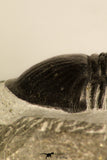 30715 - Nicely Prepared 2.11 Inch Paralejurus spatuliformis Devonian Trilobite