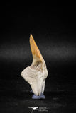 04948 - Super Rare Pathologically Deformed 2.30 Inch Otodus obliquus Shark Tooth