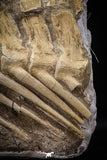 22429 - Museum Grade 14.76 Inch Halisaurus arambourgi (Mosasaur) Partial Tail Late Cretaceous