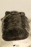 30715 - Nicely Prepared 2.11 Inch Paralejurus spatuliformis Devonian Trilobite