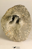 30716 - Partial Prepared 0.94 Inch Spiny Koneprusia dahmani Lower Devonian Trilobite