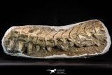 22430 - Museum Grade 16.93 Inch Halisaurus arambourgi (Mosasaur) Partial Tail Late Cretaceous