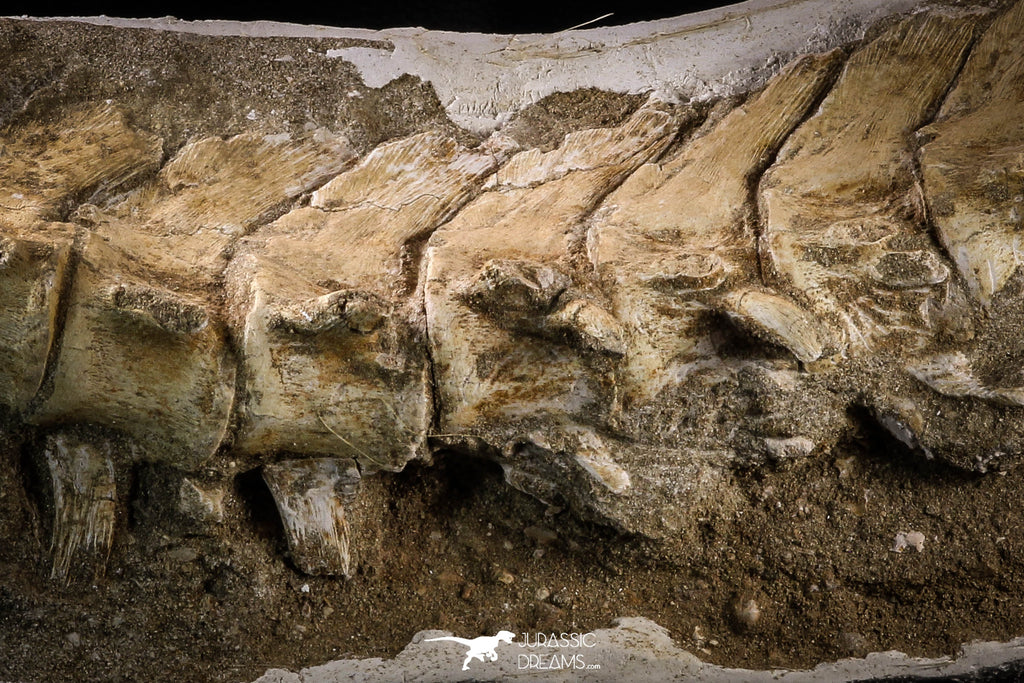 Museum Grade 16.93 Inch Halisaurus arambourgi (Mosasaur) Partial Tail ...
