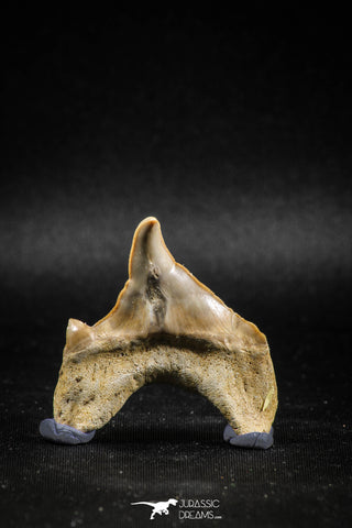 04949 - Super Rare Pathologically Deformed 1.64 Inch Otodus obliquus Shark Tooth