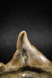04949 - Super Rare Pathologically Deformed 1.64 Inch Otodus obliquus Shark Tooth