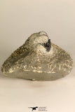 30716 - Partial Prepared 0.94 Inch Spiny Koneprusia dahmani Lower Devonian Trilobite