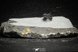 22022 - Top Rare 0.46 Inch Otarionella ikomalii Middle Devonian Trilobite