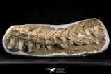 22430 - Museum Grade 16.93 Inch Halisaurus arambourgi (Mosasaur) Partial Tail Late Cretaceous