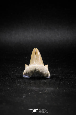 04950 - Super Rare Pathologically Deformed Double Tipped 1.03 Inch Otodus obliquus Shark Tooth