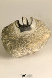 30716 - Partial Prepared 0.94 Inch Spiny Koneprusia dahmani Lower Devonian Trilobite