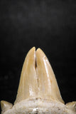 04950 - Super Rare Pathologically Deformed Double Tipped 1.03 Inch Otodus obliquus Shark Tooth