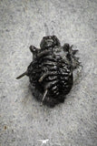 22022 - Top Rare 0.46 Inch Otarionella ikomalii Middle Devonian Trilobite