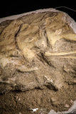 22430 - Museum Grade 16.93 Inch Halisaurus arambourgi (Mosasaur) Partial Tail Late Cretaceous