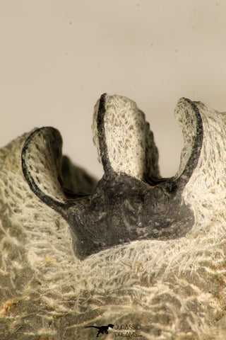 30716 - Partial Prepared 0.94 Inch Spiny Koneprusia dahmani Lower Devonian Trilobite