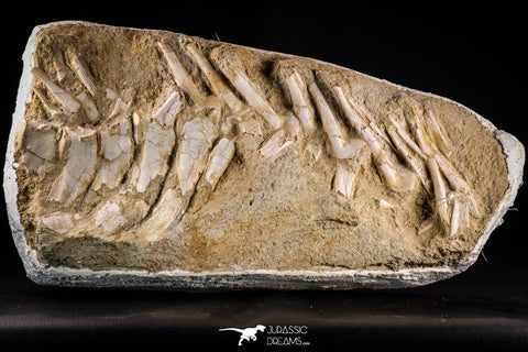 22431 - Collector Grade 14.37 Inch Halisaurus arambourgi (Mosasaur) Partial Tail Late Cretaceous