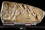 22431 - Collector Grade 14.37 Inch Halisaurus arambourgi (Mosasaur) Partial Tail Late Cretaceous