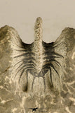 30717 - Partial Prepared 0.93 Inch Spiny Koneprusia dahmani Lower Devonian Trilobite