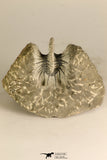 30717 - Partial Prepared 0.93 Inch Spiny Koneprusia dahmani Lower Devonian Trilobite