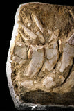 22431 - Collector Grade 14.37 Inch Halisaurus arambourgi (Mosasaur) Partial Tail Late Cretaceous